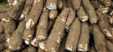 Endonezya 'daki Cassava kazık geçmişine Singkong, Ketela veya ubi kayu denir.