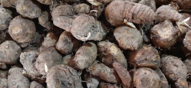 Geleneksel Endonezya pazarında satılan taze ham empu ya da biang zerdeçal ya da sokağa çıkma yasağı longası yığını