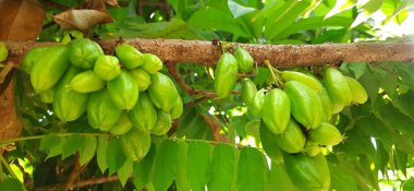 Ağaçtaki Yeşil Bilimbi Meyvesi 'ne yaklaş