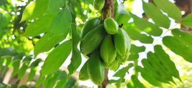 Ağaçtaki Yeşil Bilimbi Meyvesi 'ne yaklaş