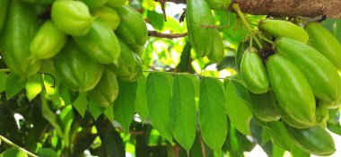 Ağaçtaki Yeşil Bilimbi Meyvesi 'ne yaklaş