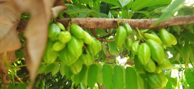 Ağaçtaki Yeşil Bilimbi Meyvesi 'ne yaklaş