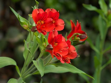 Kapalı - Bahçede bir çiçek astromelias kırmızı