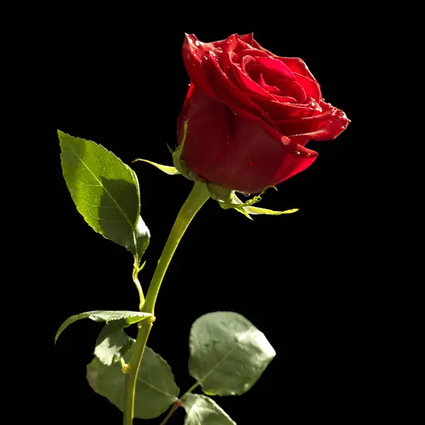 Güzel kırmızı gül siyah arkaplanda izole edilmiş.