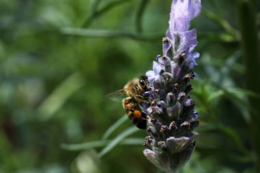 Lavanta çiçekli bal arısı, makro