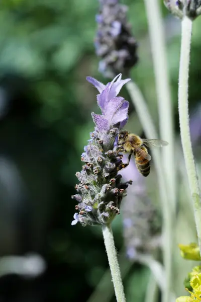 Mor çiçekte bal arısı, bahçede arıyı dölleyen arı.