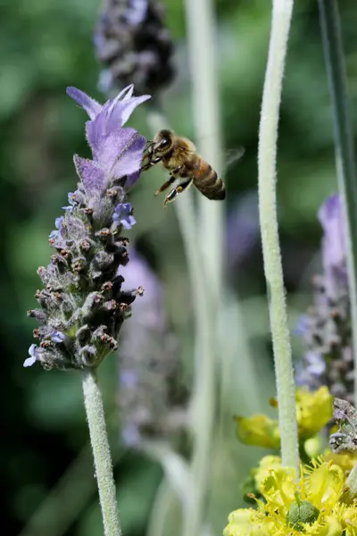 Bal arısı mor bir çiçekte nektar toplar.