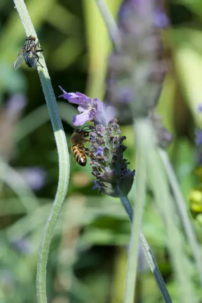 Bir çiçeğin üzerindeki arıyı yakından çek.