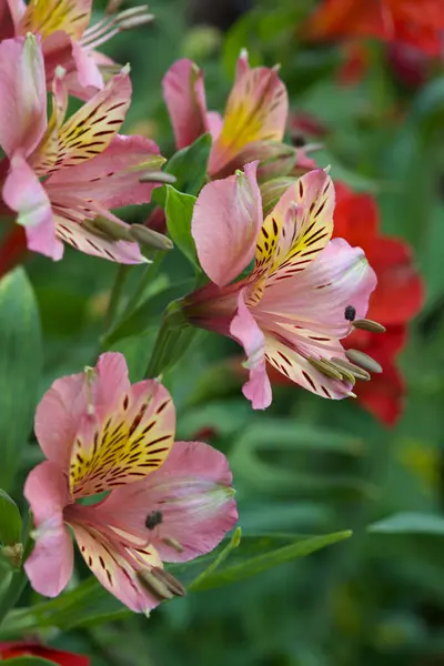 Bahçedeki güzel pembe çiçeklerin yakın plan fotoğrafı.