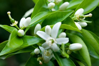 Bir portakal ağacının çiçeği, kış yağmurunun altında 
