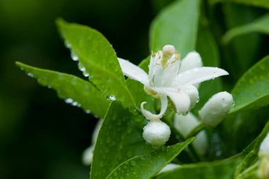 Bir portakal ağacının çiçeği, kış yağmurunun altında 