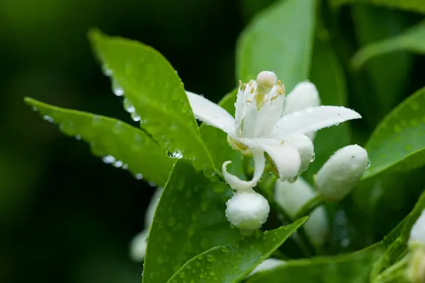 Bir portakal ağacının çiçeği, kış yağmurunun altında 