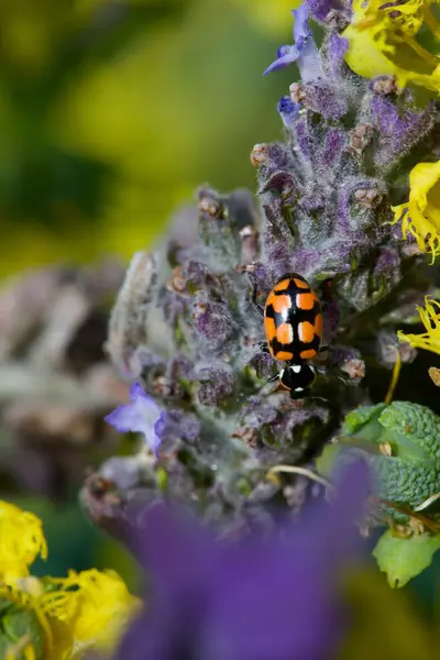 Güneşli bir günde ilkbaharda lavanta çiçeğindeki uğur böceği
