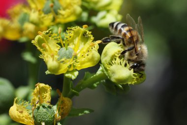 Arı, yazın bahçedeki güzel sarı çiçekte polen topluyor..
