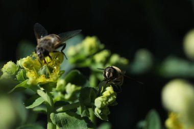 Bir çiçeğin üzerindeki arıya yaklaş.