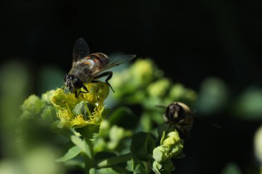 Doğadaki arılar, bitkiler ve hayvanlar.