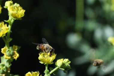 Arı sarı bir çiçekte polen topluyor.