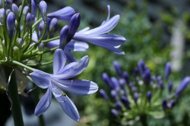 Bahçedeki güzel agapanthus çiçekleri