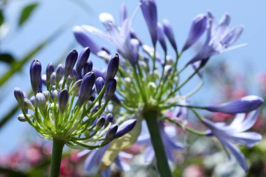 Bahçedeki güzel agapanthus çiçekleri