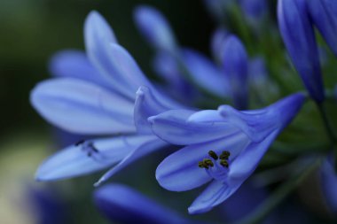 Bahçedeki güzel agapanthus çiçekleri