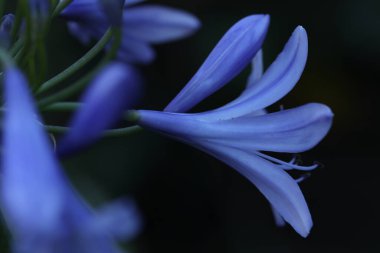 Bahçedeki güzel agapanthus çiçekleri