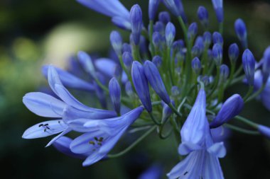 Bahçedeki güzel agapanthus çiçekleri