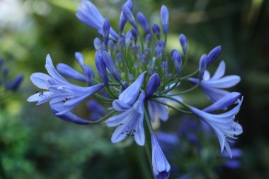 Bahçedeki güzel agapanthus çiçekleri