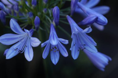 Bahçedeki güzel agapanthus çiçekleri