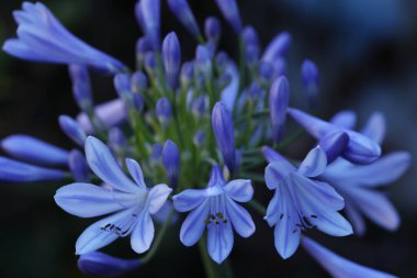 Bahçedeki güzel agapanthus çiçekleri