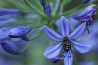 honey bee on a agapanthus blue flower clipart