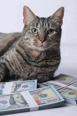 Bir kedi yalan söylüyor ve dolarlara bakıyor..