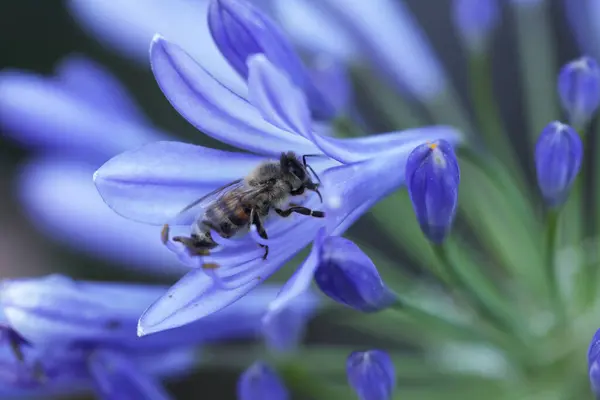Bal arısı agapanthus mavi çiçeğinde