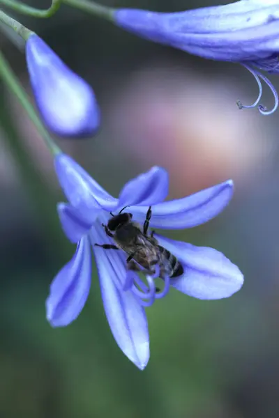 Bal arısı agapanthus mavi çiçeğinde