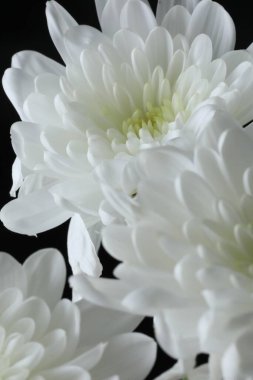 Siyah arkaplanda beyaz kasımpatılar