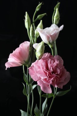 Güzel pembeler siyah arka planda Lisianthus çiçekleri