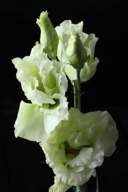 Siyah arka planda güzel beyaz Lisianthus çiçekleri