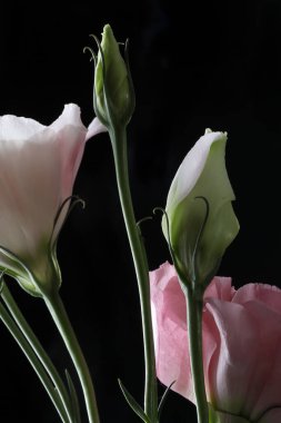 Güzel pembeler siyah arka planda Lisianthus çiçekleri