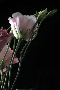 Güzel pembeler siyah arka planda Lisianthus çiçekleri