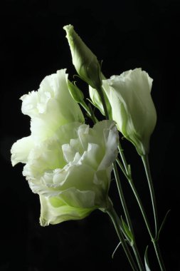 Siyah arka planda güzel beyaz Lisianthus çiçekleri