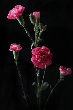 Güzel çiçekli karanfil, doğa konsepti.