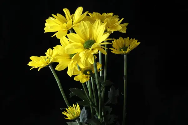 Güzel botanik fotoğrafı, doğal duvar kağıdı.