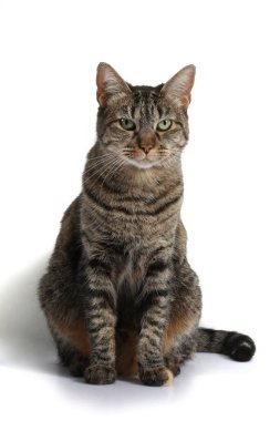 kedi beyaz arkaplanda izole edildi