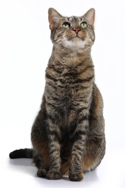 Şirin bir kedinin portresi