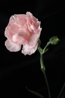 Koyu arkaplanda güzel bir gül, yaz konsepti, yakın görüş