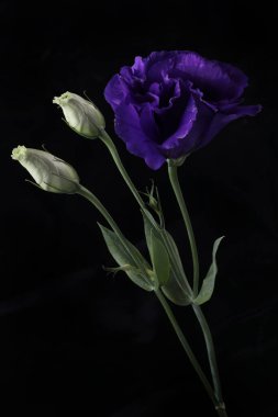 Vazoda menekşe çiçeği