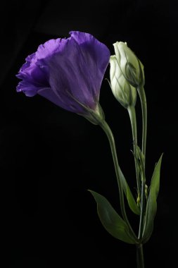 Siyah arkaplanda mavi bir östoma