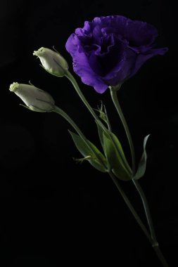 Siyah bir arkaplanda izole edilmiş mor bir çiçeğin yakın plan çekimi.