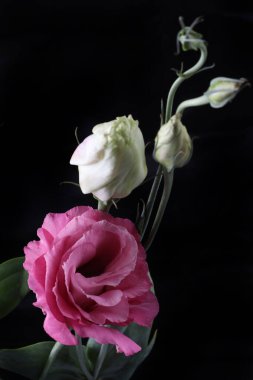 Siyah arka planda güzel pembe Eustoma çiçekleri