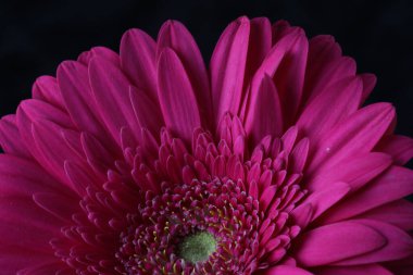 Güzel Gerbera çiçeği. Yakın görüş.