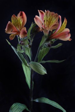 macro photography of a astromelia flower on a black background. clipart